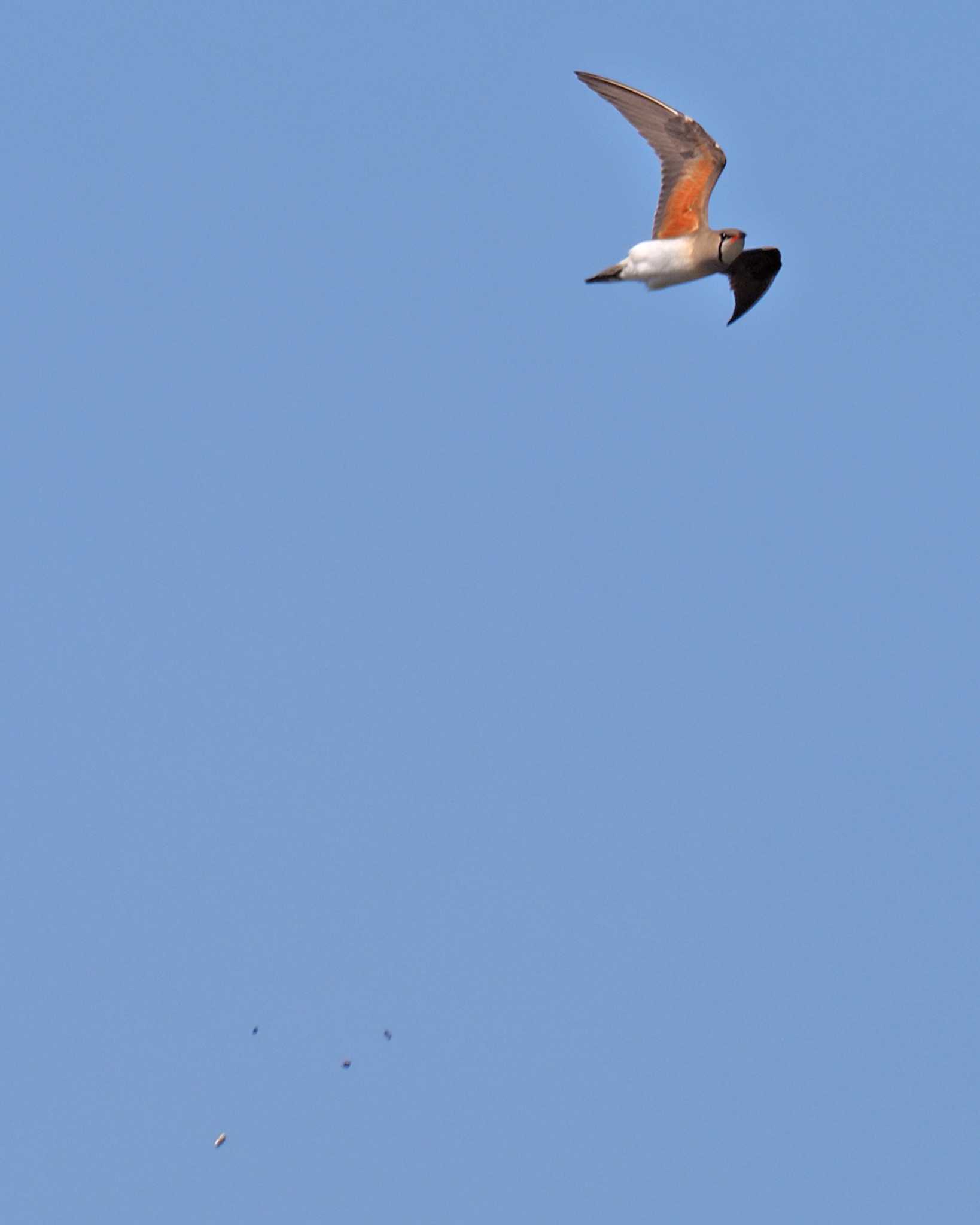 Oriental Pratincole