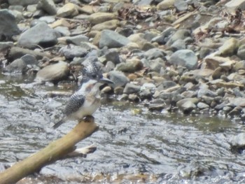 2023年5月1日(月) 早戸川林道の野鳥観察記録