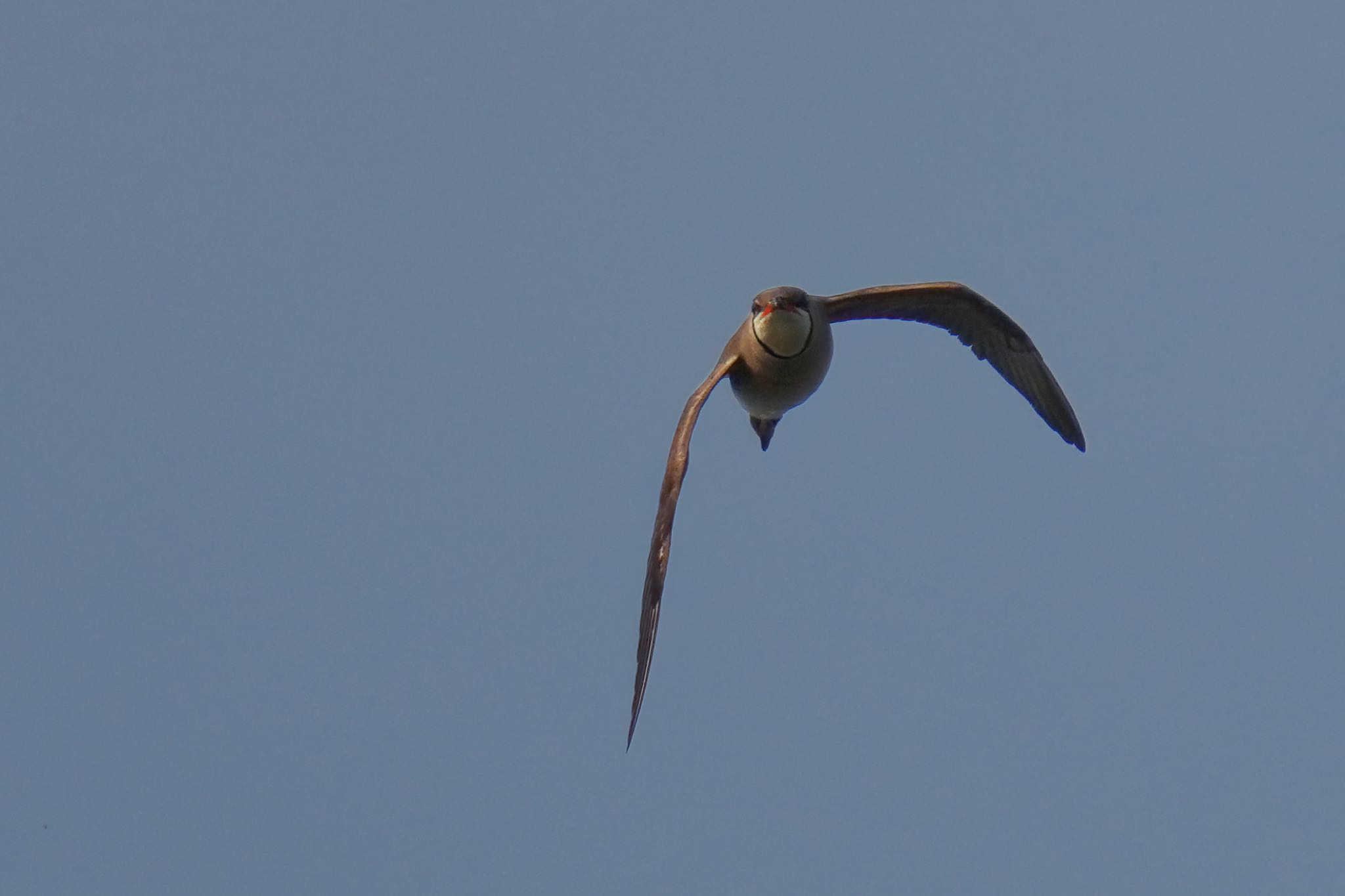 Photo of Oriental Pratincole at 酒匂川河口 by アポちん