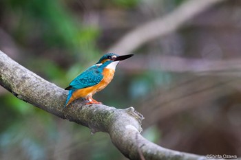 カワセミ 比企郡 2023年5月3日(水)