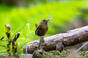 ミソサザイ 毛呂山 2023年5月9日(火)