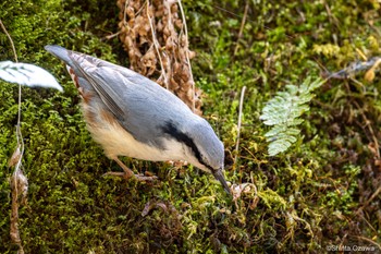 ゴジュウカラ 伊香保森林公園 2023年5月5日(金)