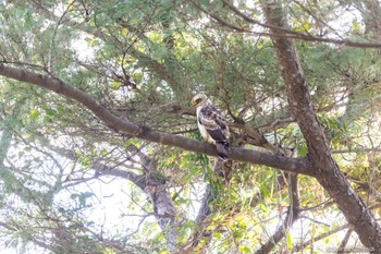 Crested Serpent Eagle Ishigaki Island Tue, 12/20/2022