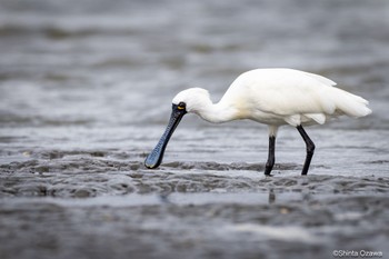 クロツラヘラサギ 山口県立きらら浜自然観察公園 2023年3月25日(土)