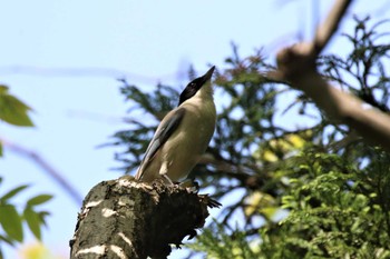 Azure-winged Magpie 富山県滑川市 Fri, 4/28/2023