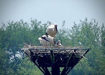 コウノトリ 渡良瀬遊水地 2023年5月5日(金)