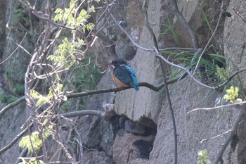 カワセミ 明石公園 2023年4月9日(日)