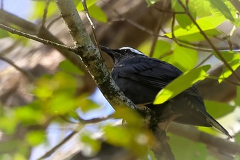 Siberian Thrush Yanagisawa Pass Wed, 5/10/2023