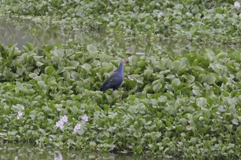 Grey-headed Swamphen Van Long Nature Reserve Sun, 4/30/2023