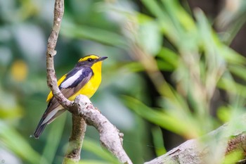 Narcissus Flycatcher Showa Kinen Park Sun, 5/15/2022