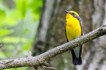 Narcissus Flycatcher Showa Kinen Park Sun, 5/15/2022