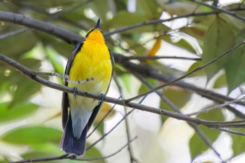 Narcissus Flycatcher Showa Kinen Park Sun, 5/15/2022