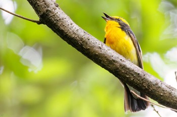 2022年5月15日(日) 昭和記念公園の野鳥観察記録