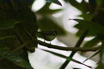 2018年6月23日(土) 新宿御苑の野鳥観察記録