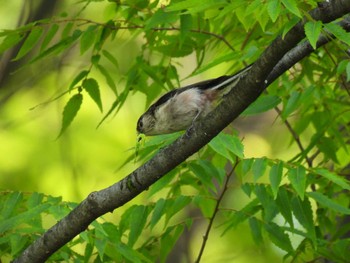 Long-tailed Tit 航空公園 Thu, 5/11/2023