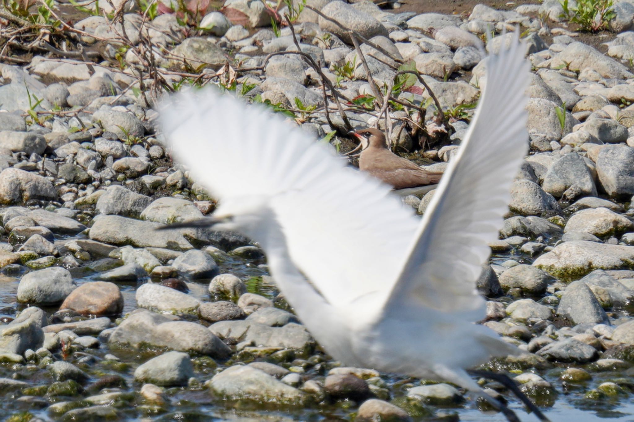 Oriental Pratincole