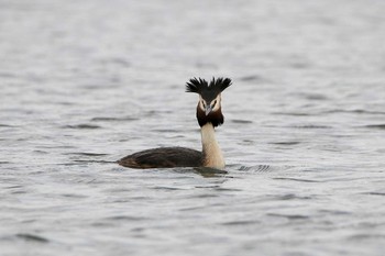 カンムリカイツブリ 葛西臨海公園 2018年4月16日(月)