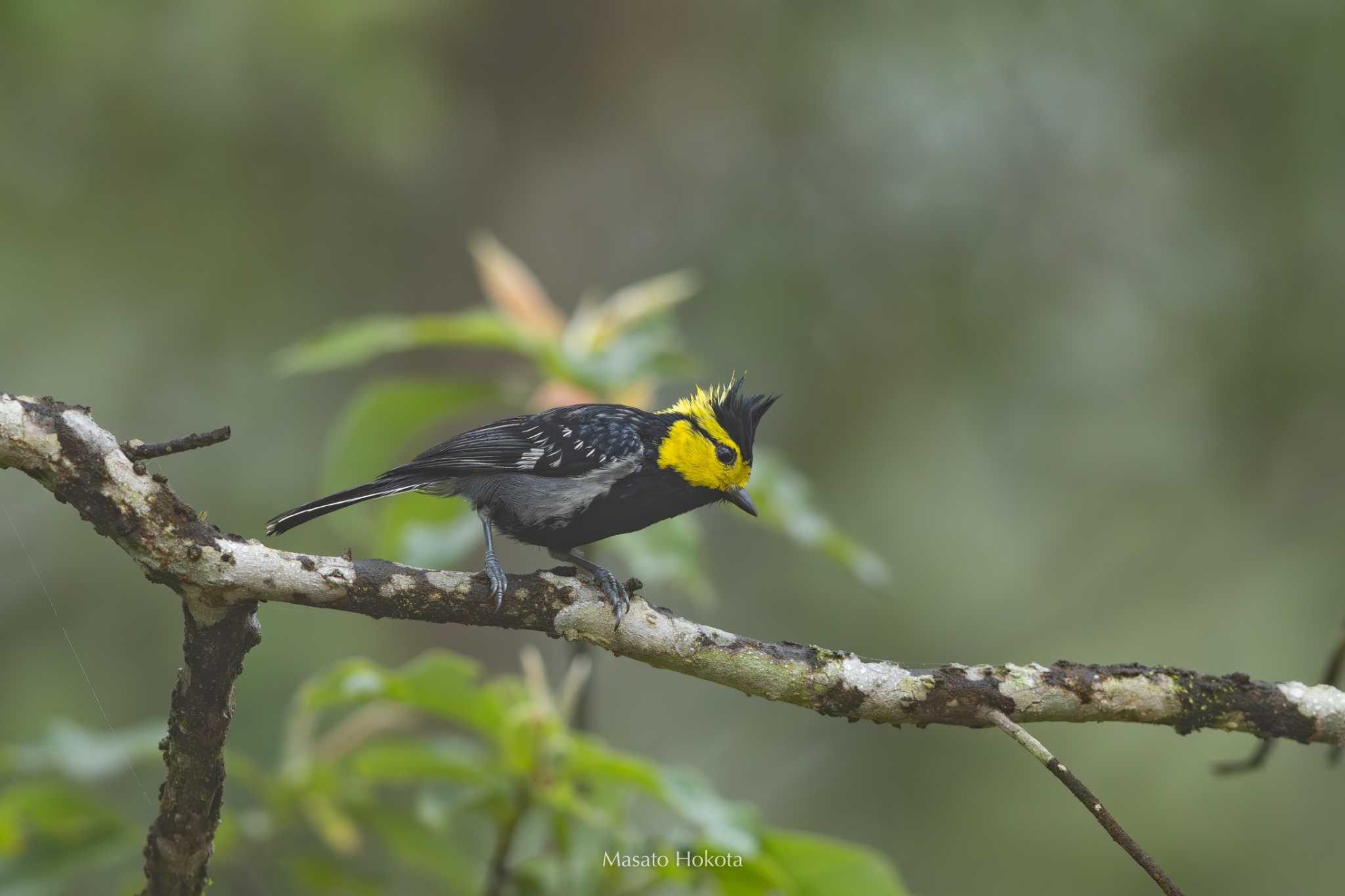 Photo of Yellow-cheeked Tit at Phia Oac National Park by Trio