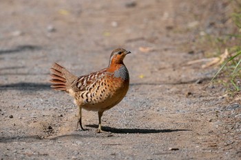 Chinese Bamboo Partridge Maioka Park Thu, 5/11/2023