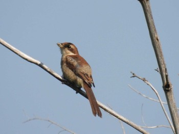 Bull-headed Shrike 淀川河川公園 Thu, 5/11/2023