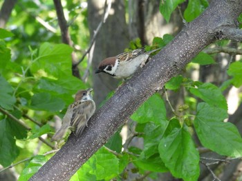 Eurasian Tree Sparrow 天野川 Thu, 5/11/2023