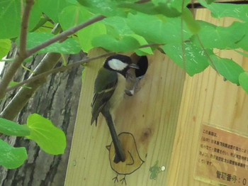 Japanese Tit 航空公園 Thu, 5/11/2023