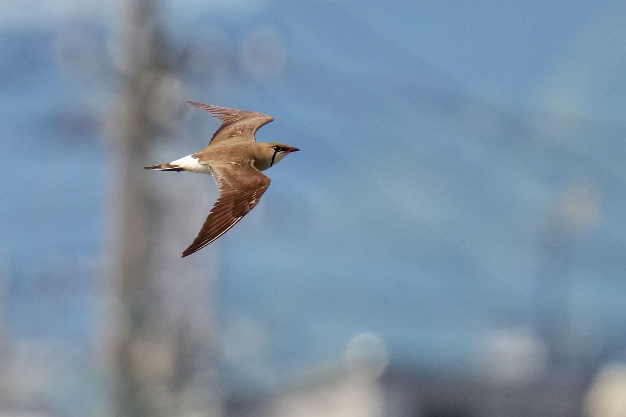 Oriental Pratincole