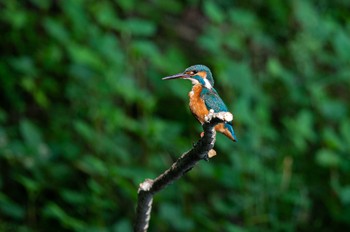 Common Kingfisher Maioka Park Thu, 5/11/2023