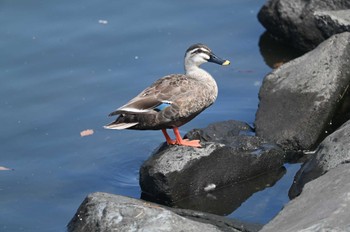 カルガモ 横浜市金沢区長浜公園 2023年5月11日(木)