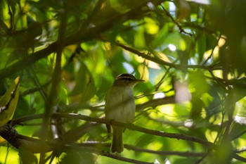 センダイムシクイ 京都府立植物園 2023年5月11日(木)