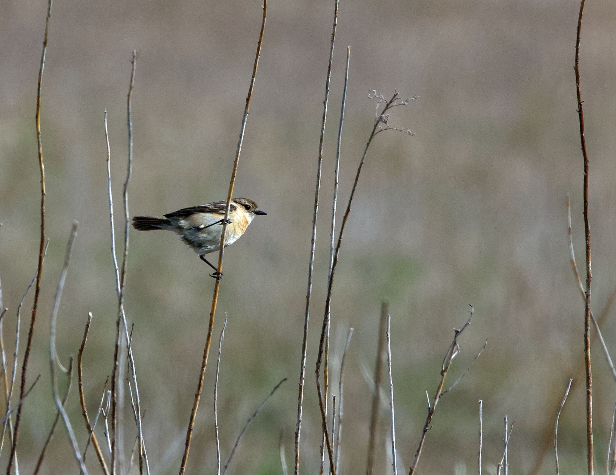 Amur Stonechat