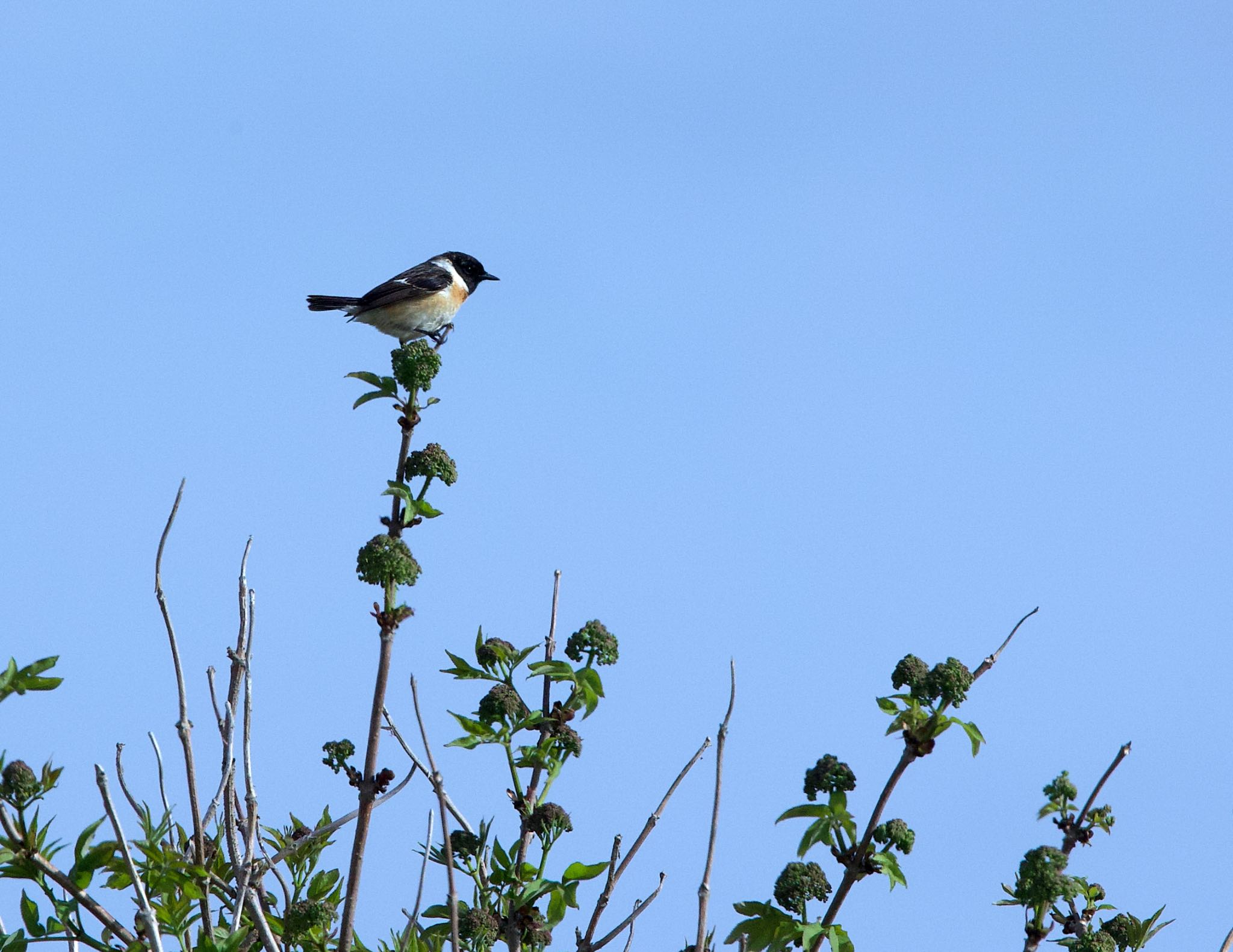 Amur Stonechat