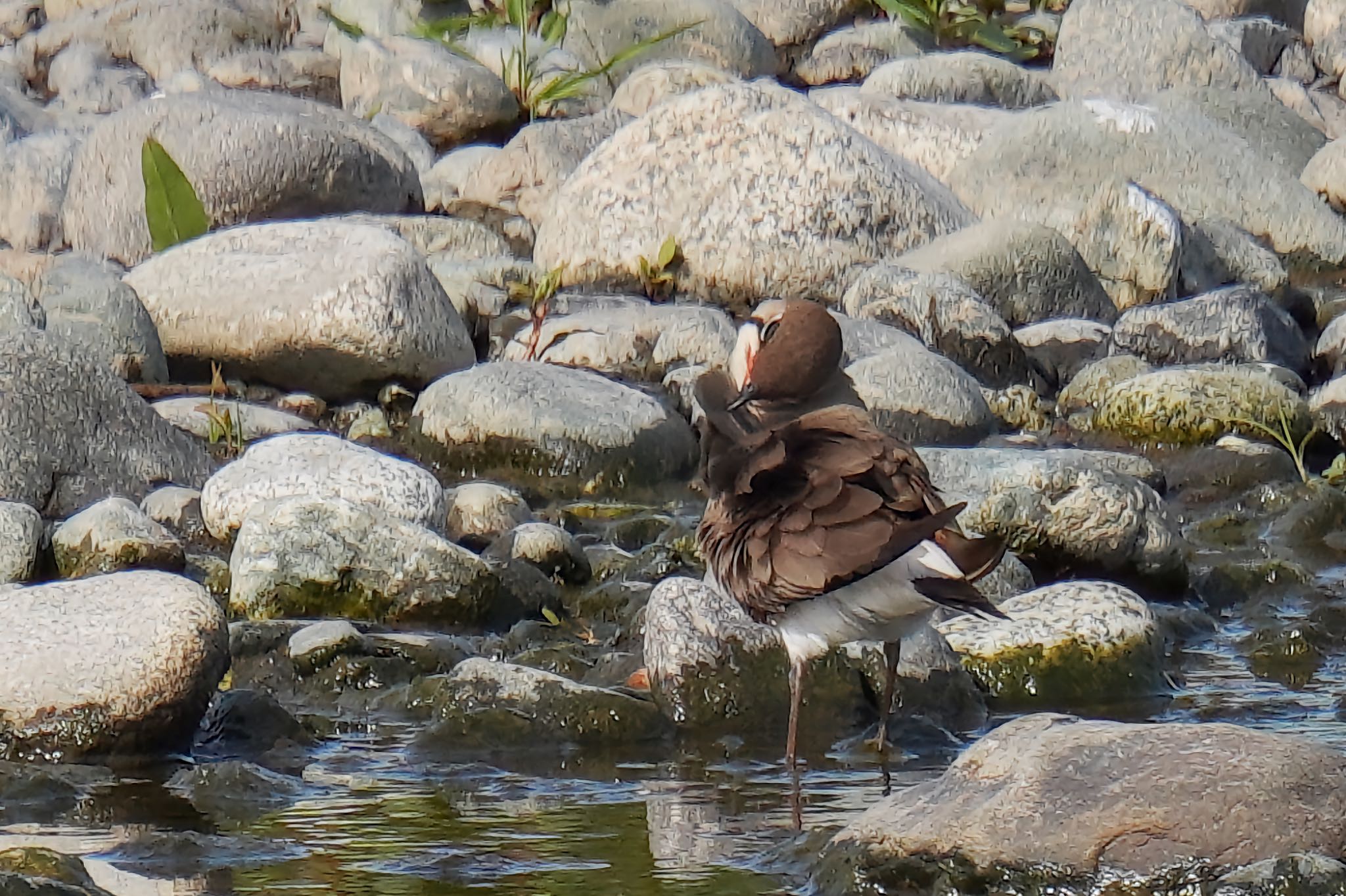 Oriental Pratincole