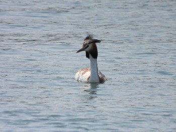 Great Crested Grebe Kasai Rinkai Park Thu, 5/11/2023