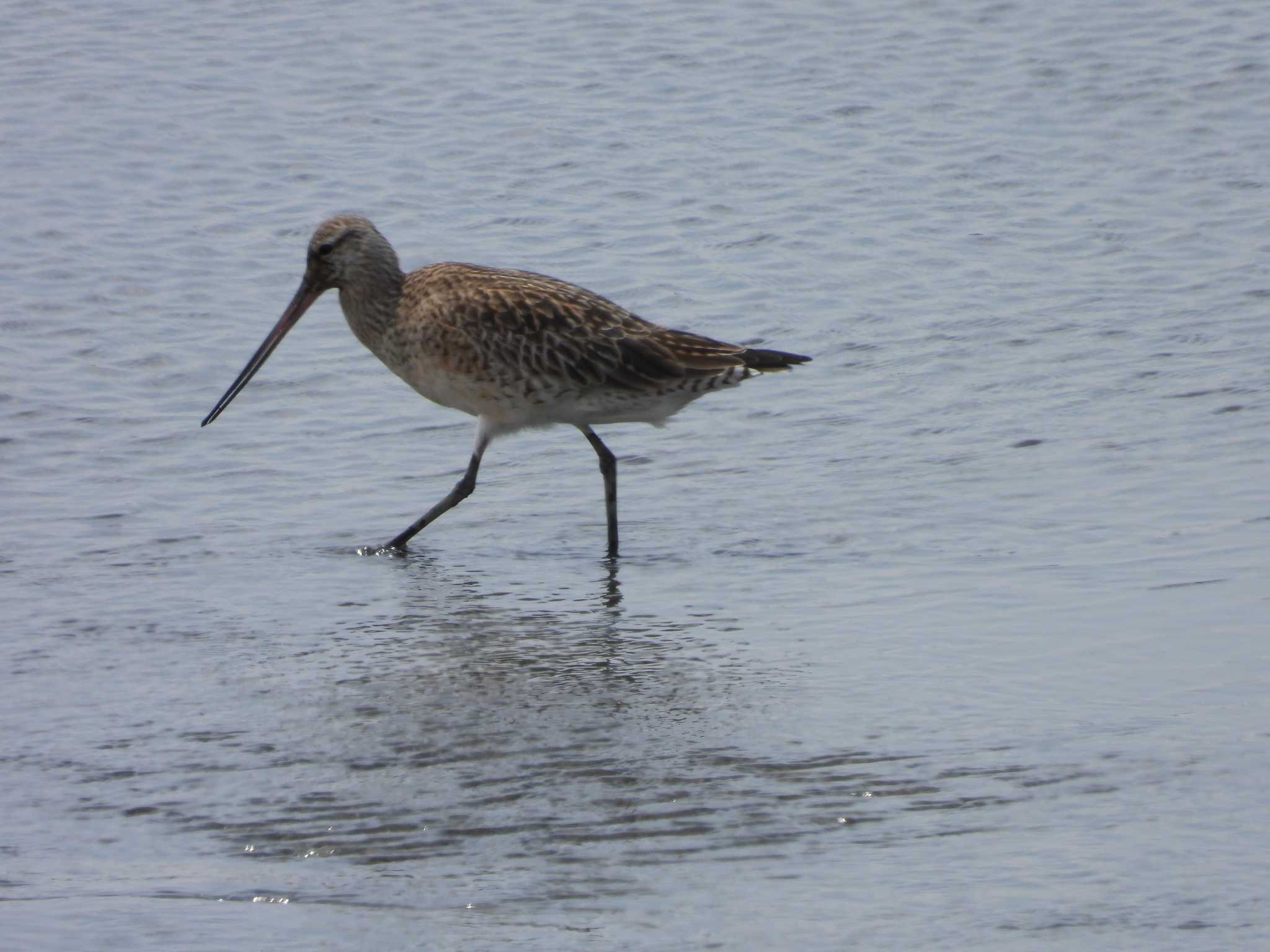 Photo of Bar-tailed Godwit at Kasai Rinkai Park by おでんだね