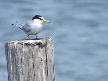 2023年5月11日(木) 葛西臨海公園の野鳥観察記録