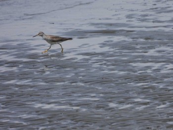 Grey-tailed Tattler Kasai Rinkai Park Thu, 5/11/2023