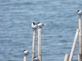 アジサシ 葛西臨海公園 2023年5月11日(木)