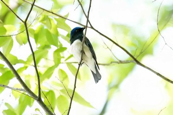 オオルリ 名城公園 2023年5月11日(木)