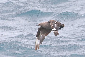 Great Skua Unknown Spots Thu, 6/14/2018