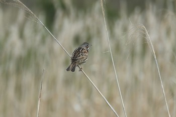 Chestnut-eared Bunting 小川原湖(青森県) Wed, 5/10/2023