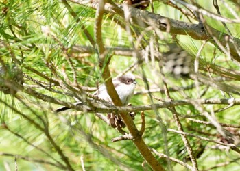 Wed, 5/10/2023 Birding report at 栃木県民の森