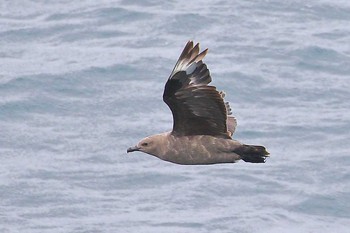 Great Skua Unknown Spots Thu, 6/14/2018