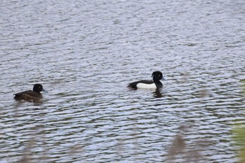 Tufted Duck 札幌モエレ沼公園 Thu, 5/11/2023