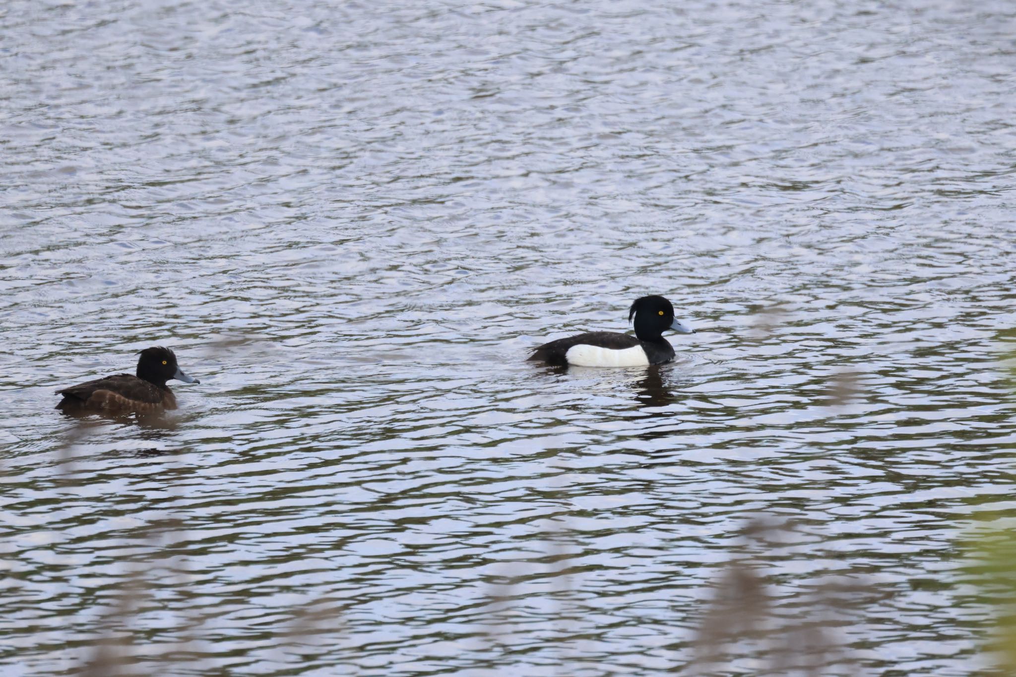 Photo of Tufted Duck at 札幌モエレ沼公園 by will 73