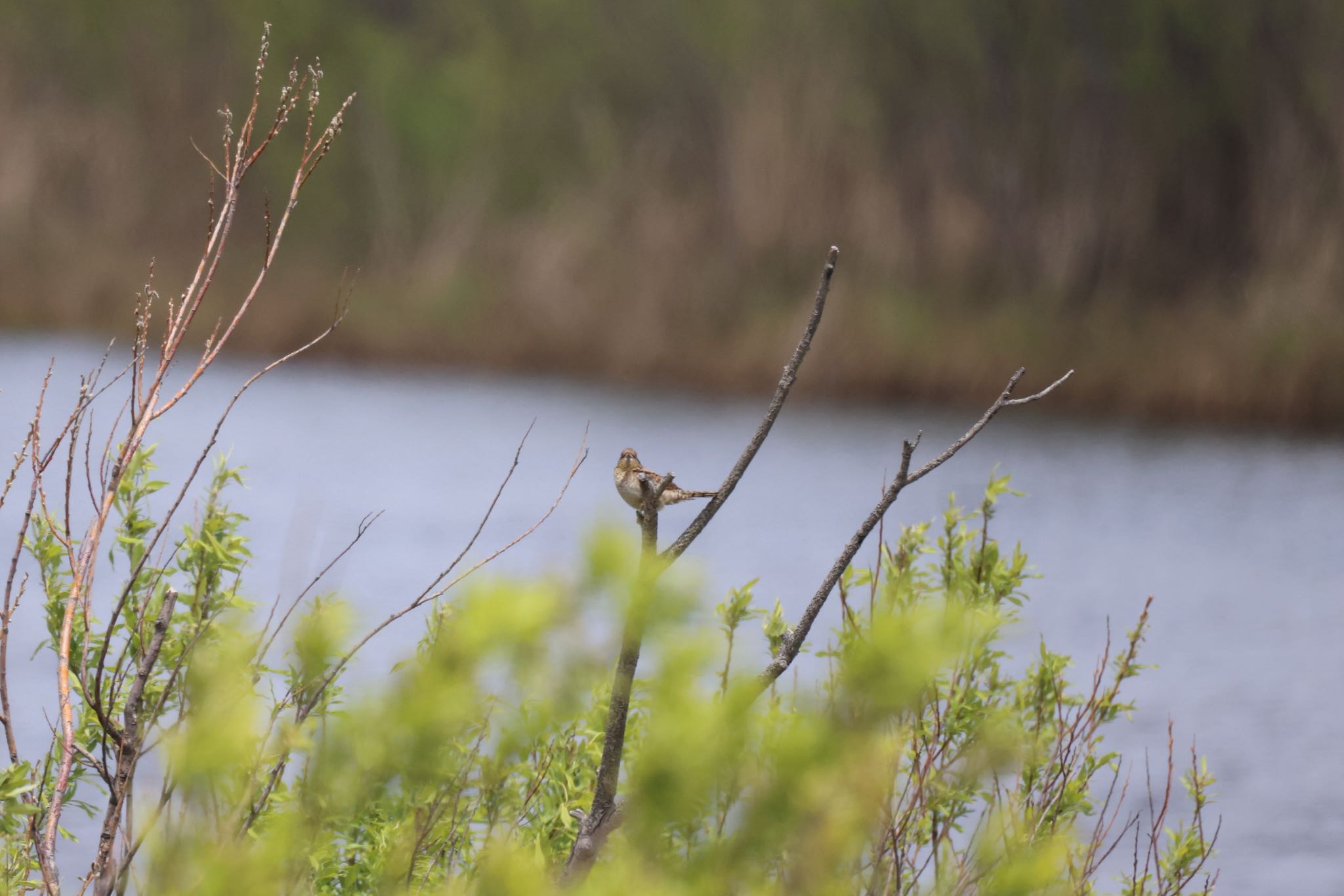 Photo of Eurasian Wryneck at 札幌モエレ沼公園 by will 73