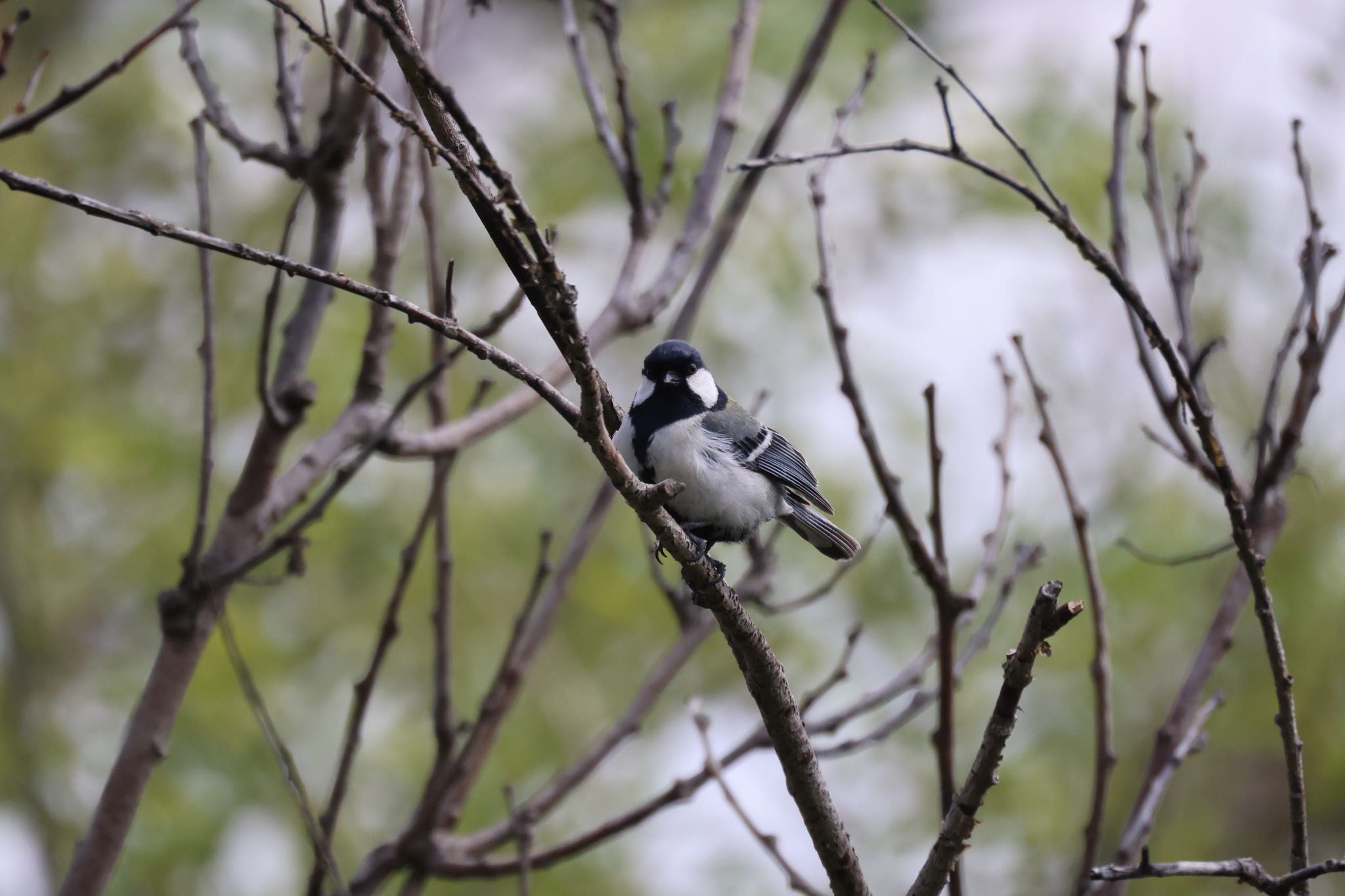 Photo of Japanese Tit at 札幌モエレ沼公園 by will 73