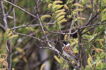 Common Reed Bunting 札幌モエレ沼公園 Thu, 5/11/2023