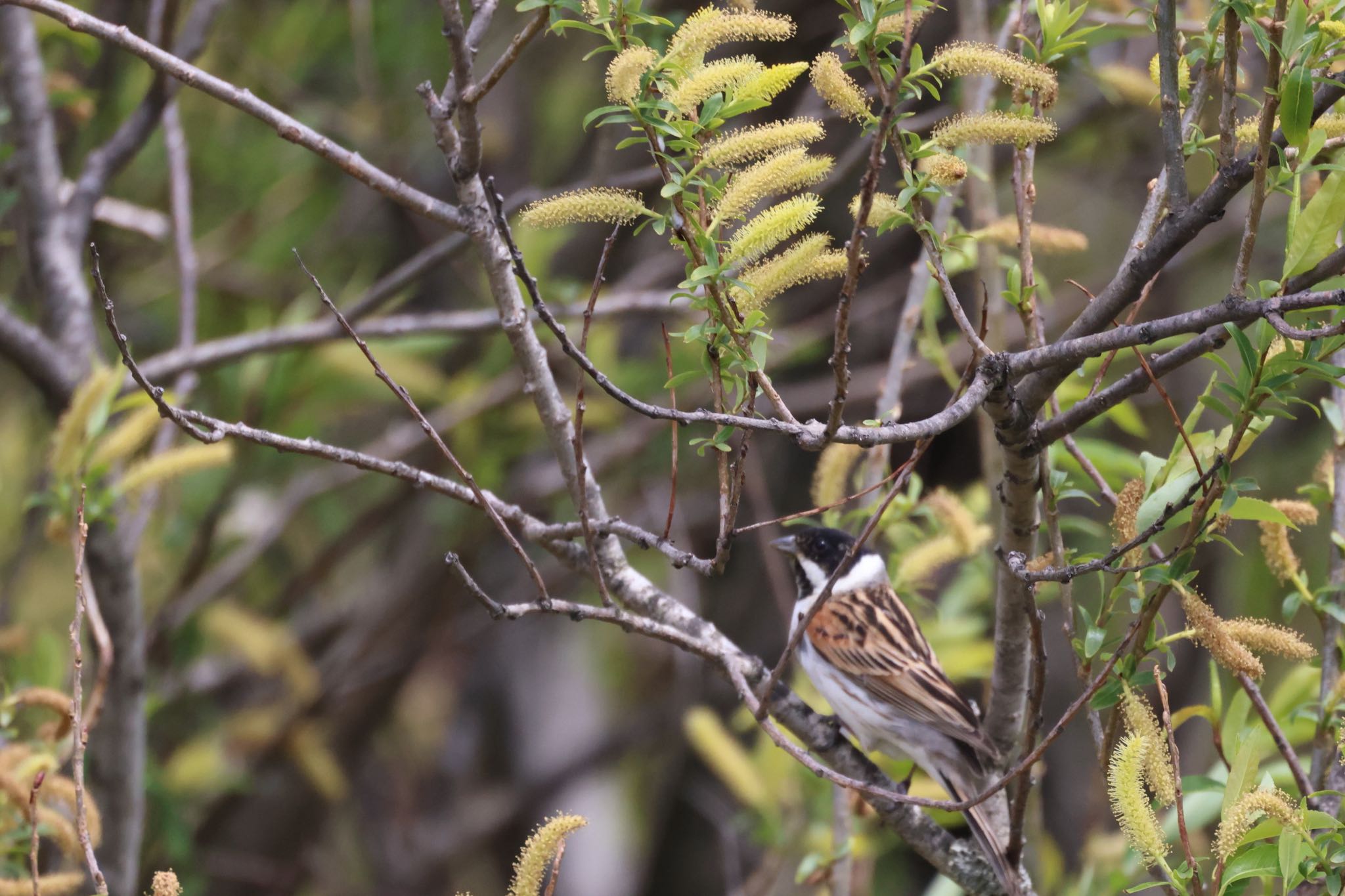 Common Reed Bunting