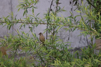 Grey-capped Greenfinch 札幌モエレ沼公園 Thu, 5/11/2023